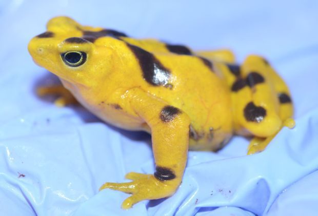 Golden frog